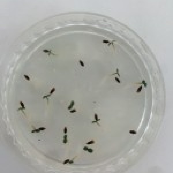 intern request image