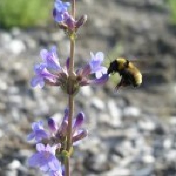 intern request image