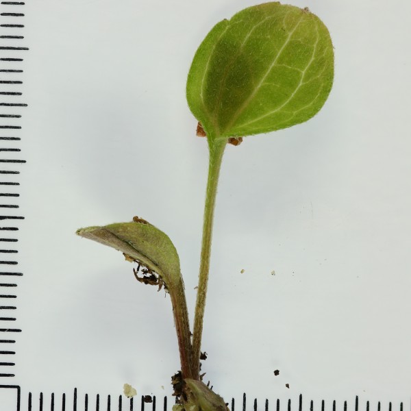 intern request image