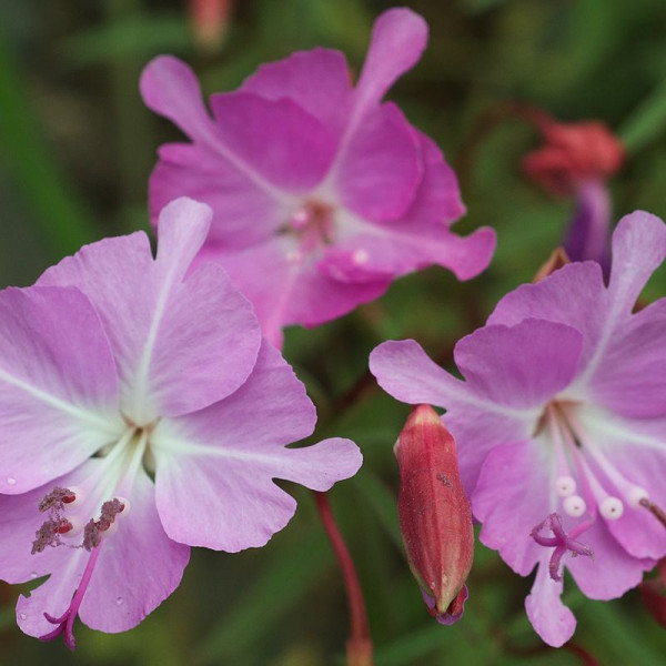 intern request image