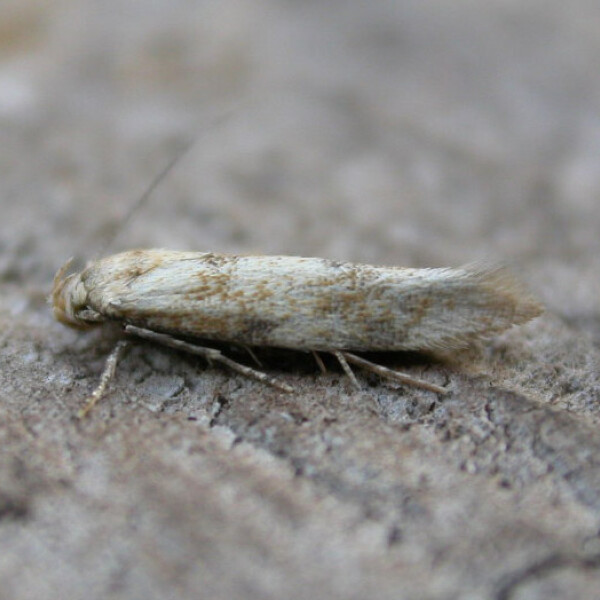 intern request image