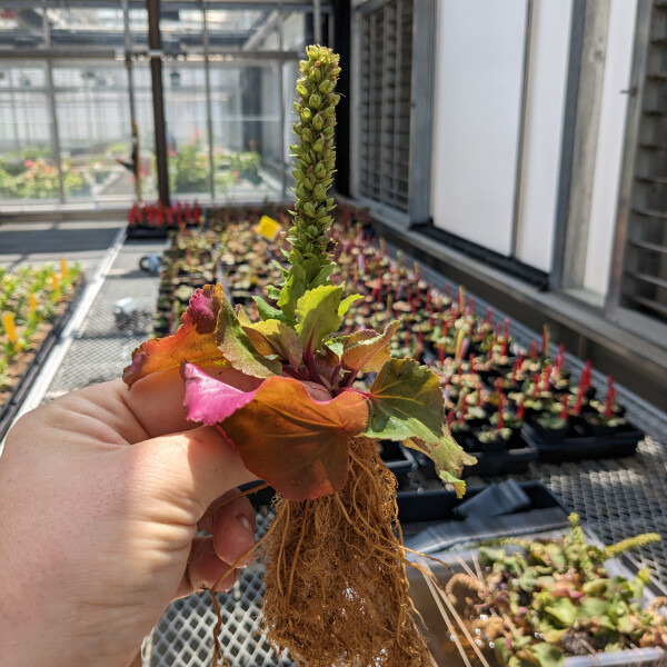 intern request image